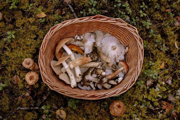 Wild and brown mushrooms in a brown, oval, wicker basket. There are red apples on the ground around the basket